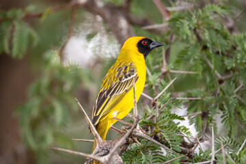 Lesser masked weaver perching on branch