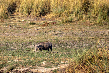 warthog on riverbank of okavango river