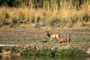 warthog and impalas on riverbank of okavango river