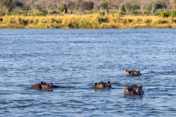 Fototapeta premium hippos in okavango river in Zambezi region