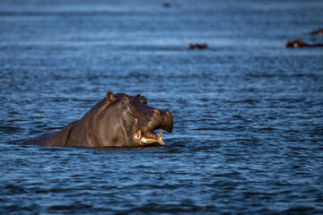 Fototapeta premium hippo with open mouth in okavango river