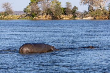 Fototapeta premium back of hippo in okavango river