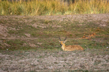 reedbuck resting on riverbank of okavango river
