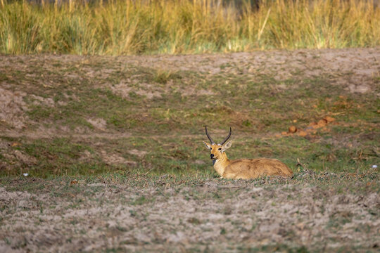 reedbuck resting on riverbank of okavango river