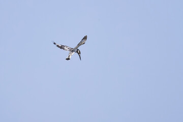 Obraz premium pied kingfisher in flight, looking for food