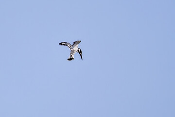 pied kingfisher in flight, looking for food