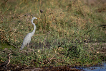 Fototapeta premium great egret on riverbank of okavango river