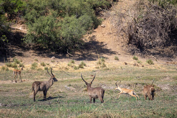waterbucks and impalas on riverbank of okavango river
