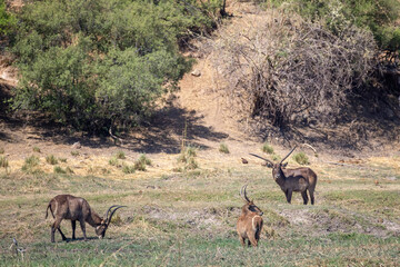waterbucks and impalas on riverbank of okavango river