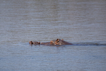 Fototapeta premium hippo partially under water in okavango river