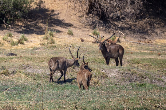 waterbucks and impalas on riverbank of okavango river