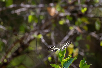 african citrus swallowtail in the wild 