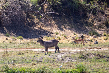 waterbucks and impalas on riverbank of okavango river