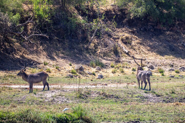 waterbucks on riverbank of okavango river