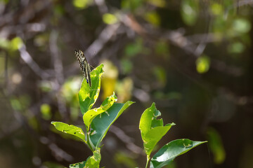 african citrus swallowtail in the wild 
