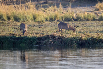 waterbucks on riverbank of okavango river