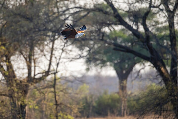 african fish eagle flying over the wild in zambezi region
