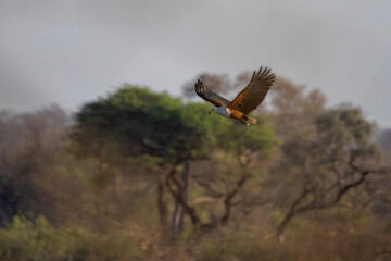 african fish eagle flying over the wild in zambezi region