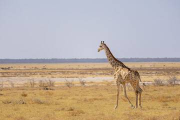Giraffe in the wild of etosha against etosha pan