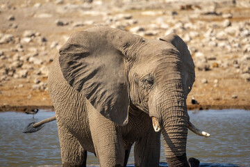 portrait of elephant at waterhole