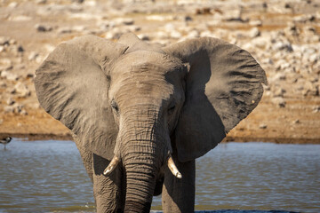 portrait of elephant at waterhole