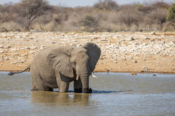 portrait of elephant at waterhole