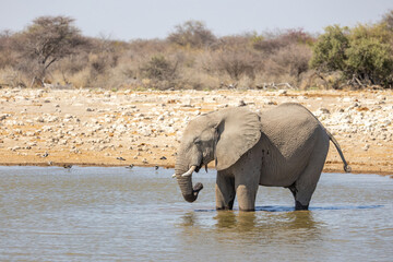 portrait of elephant at waterhole