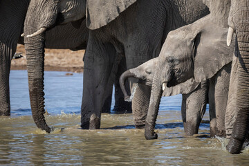 Fototapeta premium adult elephants and thirsty calf gathered at a tranquil waterhole in Etosha National Park