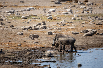 warthogs on a waterhole in etosha 