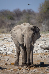 portrait of an elephant, captured in natural light against the dry African landscape