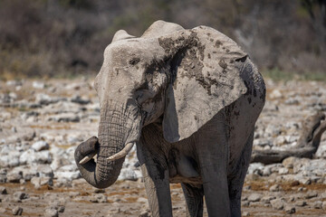 portrait of an elephant, captured in natural light against the dry African landscape