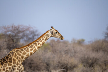 portrait of giraffe in the wild of etosha