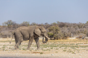 majestic elephant walking in the wild, captured in natural light against the dry African landscape