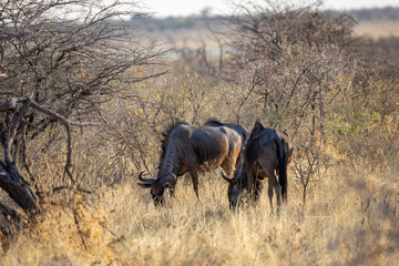 wildebeests grazing in the dry grass of etosha