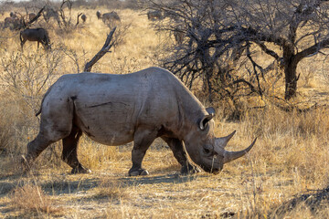 Fototapeta premium white rhinoceros in the wild 