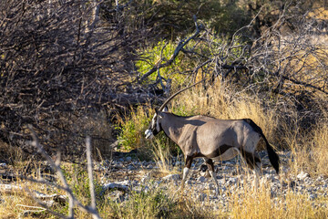 oryx  in the wilderness of etosha