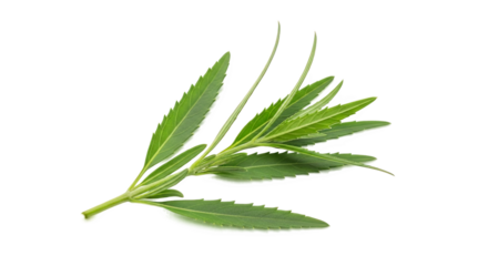 Green serrated leaflets arranged radially from a central stem—narrow, pointed, and vibrant, ideal for botanical morphology or plant classification reference