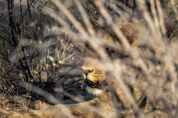 Majestic power veiled by tall grass and underbrush