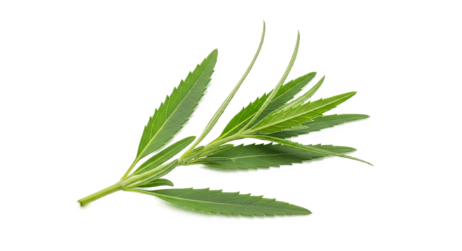 Green serrated leaflets arranged radially from a central stem—narrow, pointed, and vibrant, ideal for botanical morphology or plant classification reference