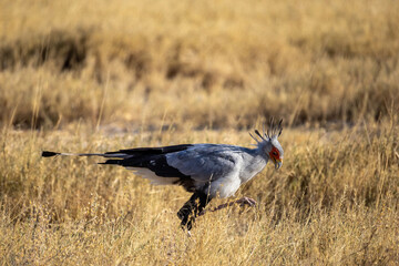 secretary bird in dry grass of etosha