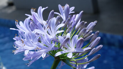 Close-up of purple Agapanthus flowers in daylight, captured at a low angle with shallow depth of field, highlighting delicate petals and stamens against a soft garden background