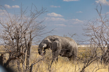 majejestic elephant in the wild of etosha np