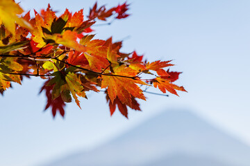 Colorful autumn leaves with Mount Fuji in soft background