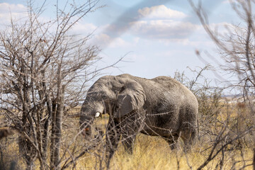 majejestic elephant in the wild of etosha np