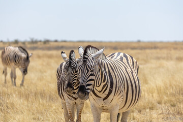 zebras in wild grassland on etosha np © Andreas