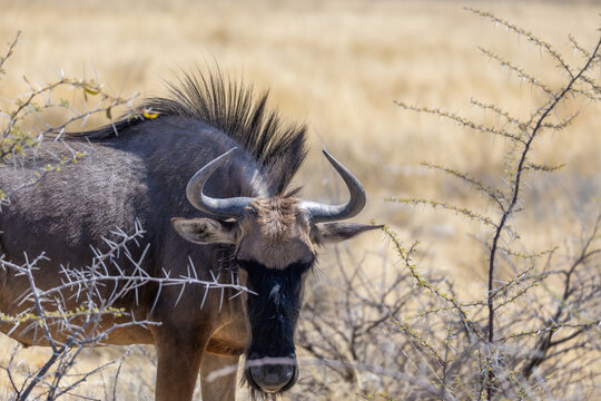 portrait of wildebeest in the wild of etosha np - Powered by Adobe
