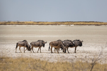 Group of wildebeests moving through the Etosha Pan