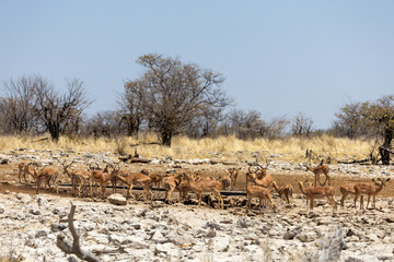 herd of impalas on a water hole