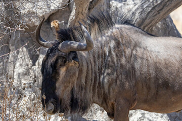 portrait of wildebeest in the wild of etosha np © Andreas