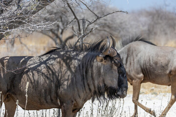 portrait of wildebeest in the wild of etosha np